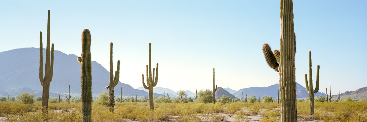 Desert Wardens